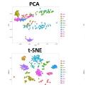 Clustering of single cells 